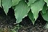 Hosta 'Elvis Lives', habit