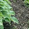 Hosta 'Elvis Lives', habit
