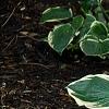 Hosta 'El Nino', habit