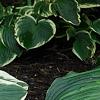 Hosta 'El Nino', habit