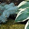 Hosta 'El Nino', habit
