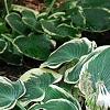 Hosta 'El Nino', habit