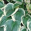 Hosta 'El Nino', habit