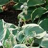 Hosta 'El Nino', habit