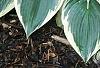 Hosta 'El Nino', habit