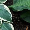 Hosta 'El Nino', habit