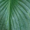 Hosta 'El Nino', leaves