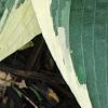 Hosta 'El Nino', leaves