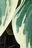 Hosta 'El Nino', leaves