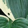 Hosta 'El Nino', leaves