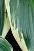 Hosta 'El Nino', leaves