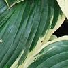 Hosta 'El Nino', leaves