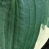 Hosta 'El Nino', leaves