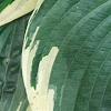 Hosta 'El Nino', leaves