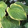 Hosta 'Fragrant Bouquet', habit