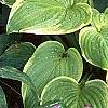 Hosta 'Fragrant Bouquet', habit