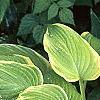 Hosta 'Fragrant Bouquet', habit