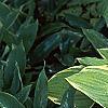 Hosta 'Fragrant Bouquet', habit