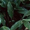 Hosta 'Fragrant Bouquet', habit