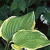 Hosta 'Fragrant Bouquet', habit