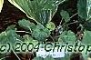 Hosta 'Fragrant Bouquet', habit