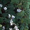 Hosta 'Fragrant Bouquet', habit