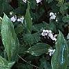 Hosta 'Fragrant Bouquet', habit