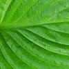 Hosta 'Fragrant Bouquet', leaves
