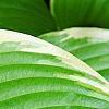 Hosta 'Fragrant Bouquet', leaves