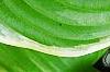 Hosta 'Fragrant Bouquet', leaves