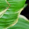 Hosta 'Fragrant Bouquet', leaves