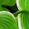 Hosta 'Fragrant Bouquet', leaves