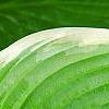 Hosta 'Fragrant Bouquet', leaves