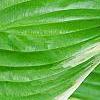 Hosta 'Fragrant Bouquet', leaves