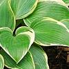 Hosta 'First Frost', habit