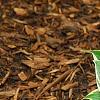 Hosta 'First Frost', habit