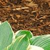 Hosta 'First Frost', habit