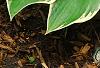Hosta 'First Frost', habit