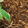 Hosta 'First Frost', habit
