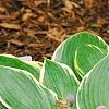 Hosta 'First Frost', habit