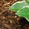 Hosta 'First Frost', habit
