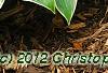Hosta 'First Frost', habit