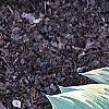 Hosta 'First Frost', habit
