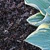 Hosta 'First Frost', habit