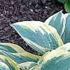 Hosta 'First Frost', habit