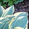 Hosta 'First Frost', habit