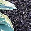 Hosta 'First Frost', habit