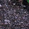 Hosta 'First Frost', habit