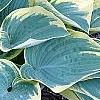 Hosta 'First Frost', habit