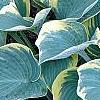 Hosta 'First Frost', habit